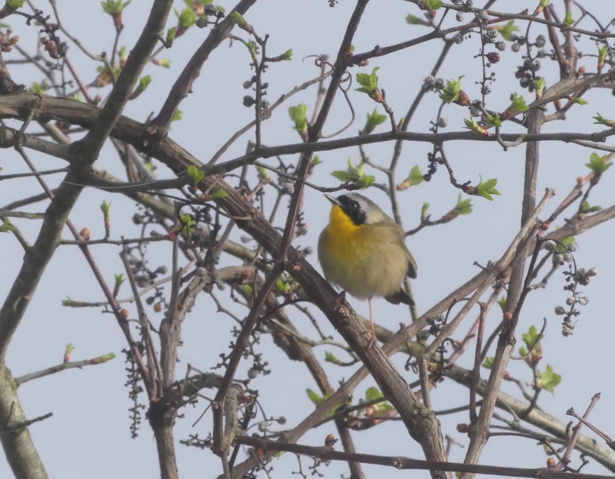 Common Yellowthroat - ML444381111