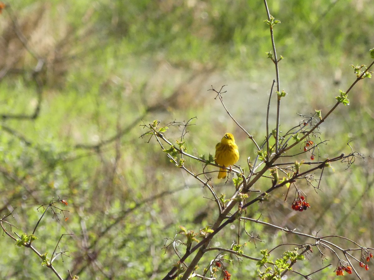 Yellow Warbler - Matt Schloss