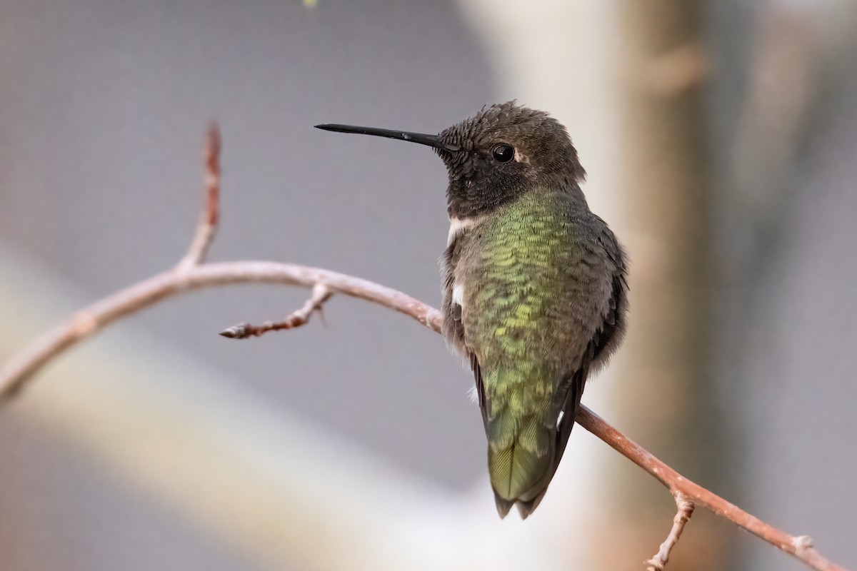 Black-chinned Hummingbird - ML444381331