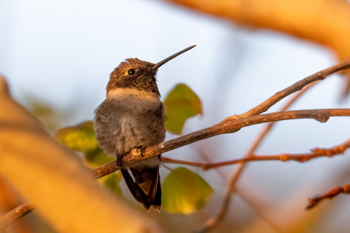 Black-chinned Hummingbird - ML444381341