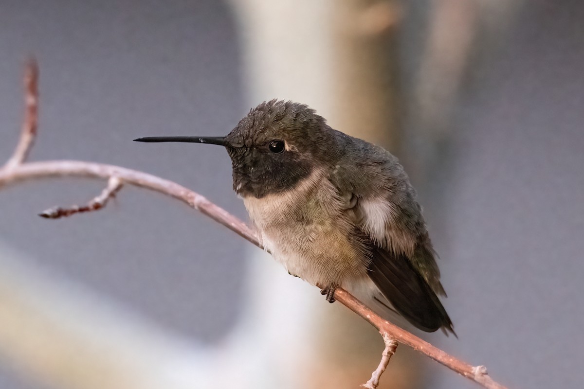 Black-chinned Hummingbird - ML444381381