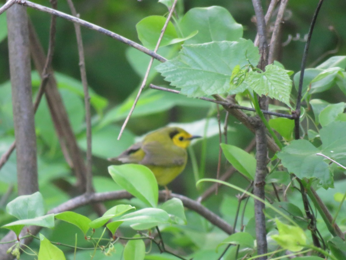 Hooded Warbler - Charlie Coddington