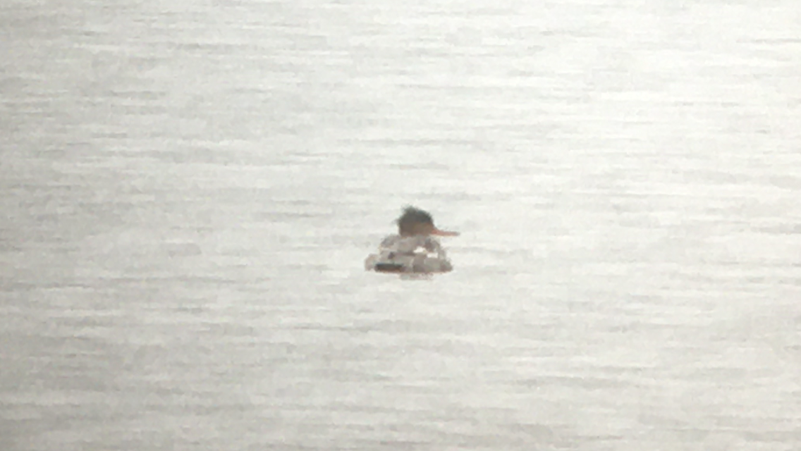 Red-breasted Merganser - Ted Gilliland