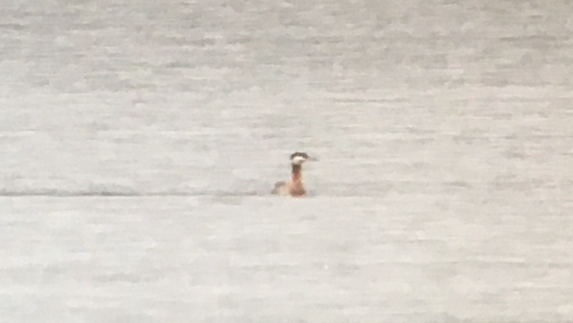 Red-necked Grebe - ML444383071
