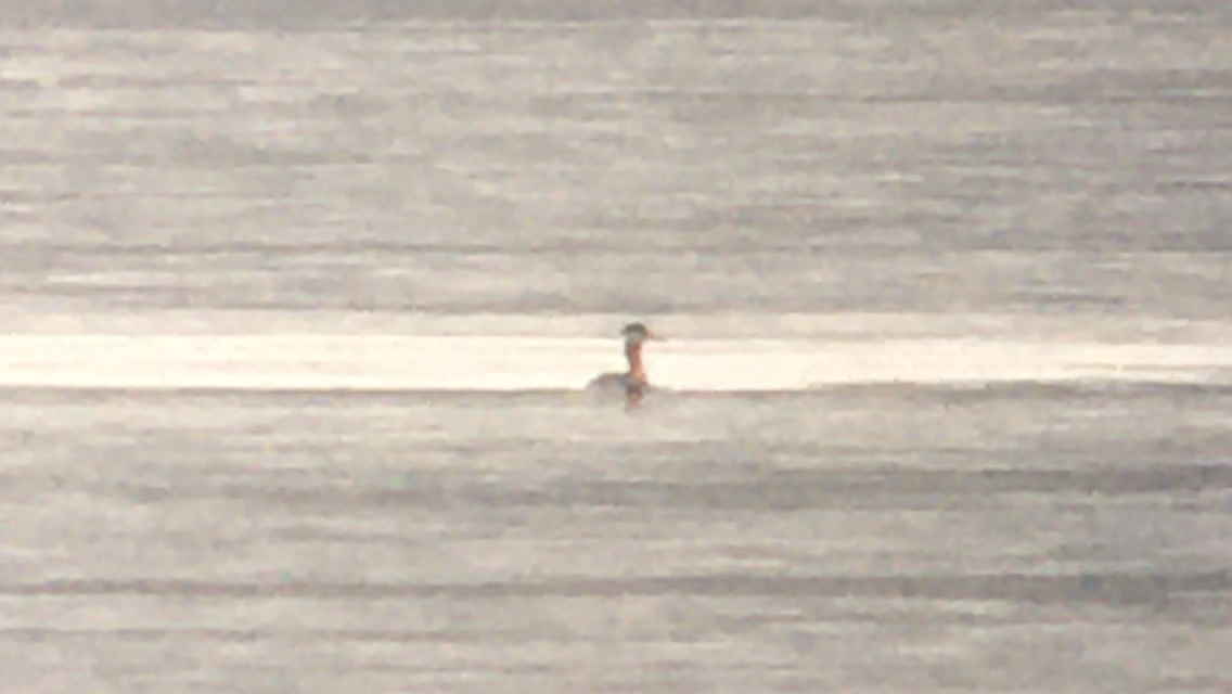 Red-necked Grebe - ML444383281