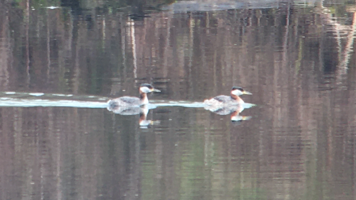 Red-necked Grebe - ML444383691