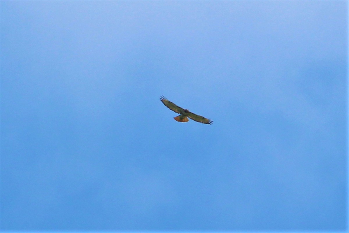 Red-tailed Hawk - ML444385531