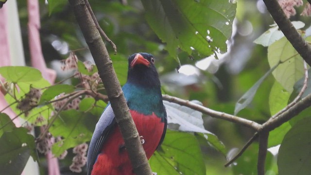 Slaty-tailed Trogon - ML444385631