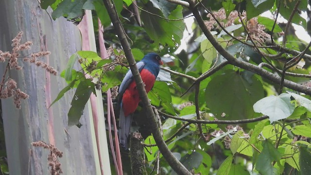 Gri Kuyruklu Trogon - ML444385781