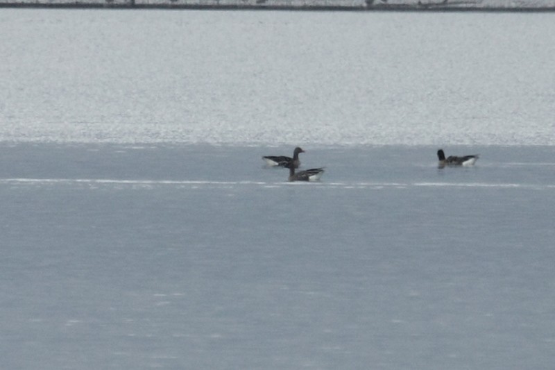 Pink-footed Goose - ML44438631