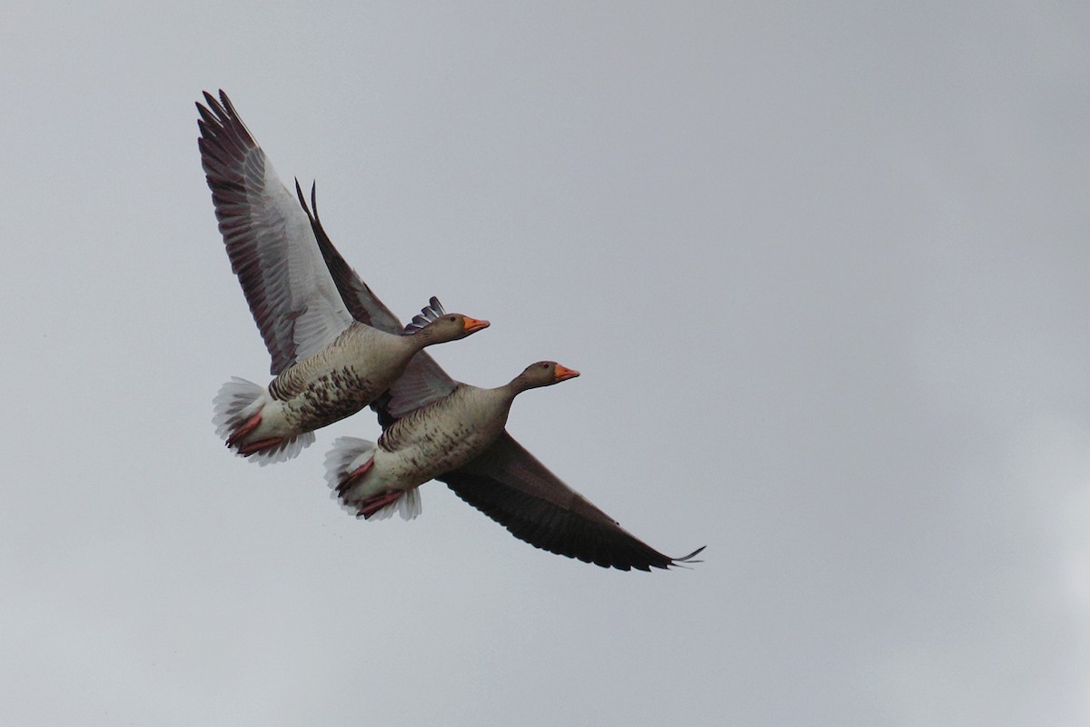 Graylag Goose - ML44438721