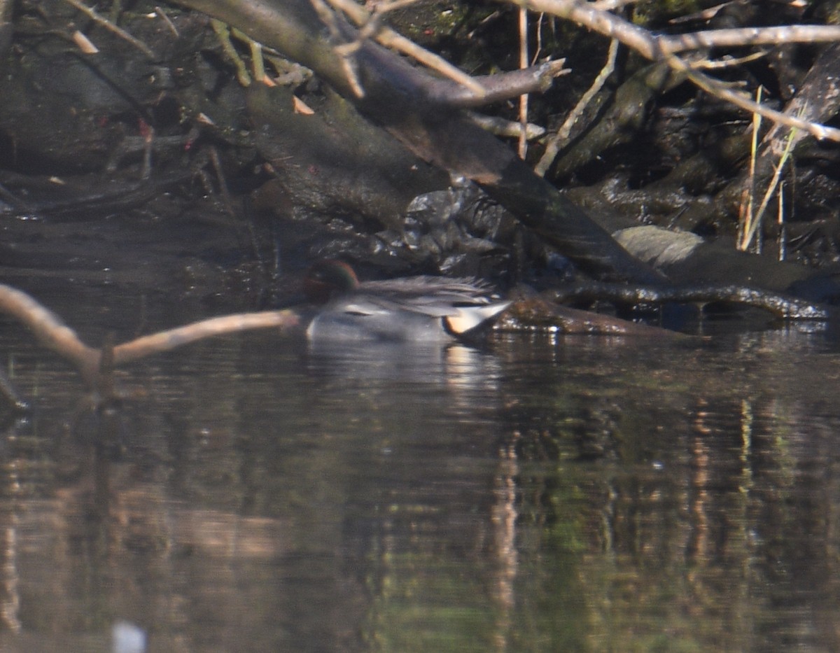 Green-winged Teal (Eurasian x American) - ML444387651