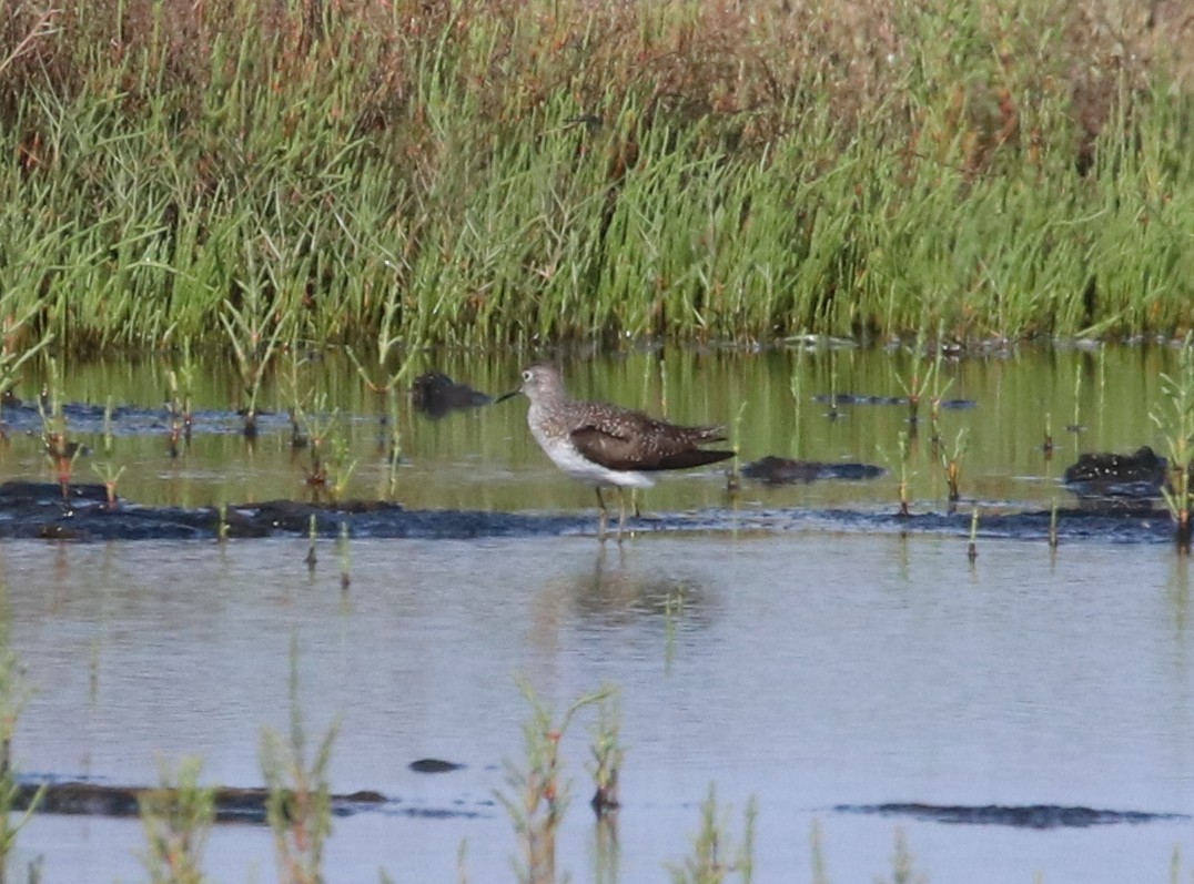 Solitary Sandpiper - ML444388061