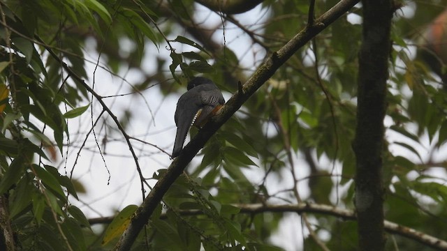 trogon podvazkový - ML444388371