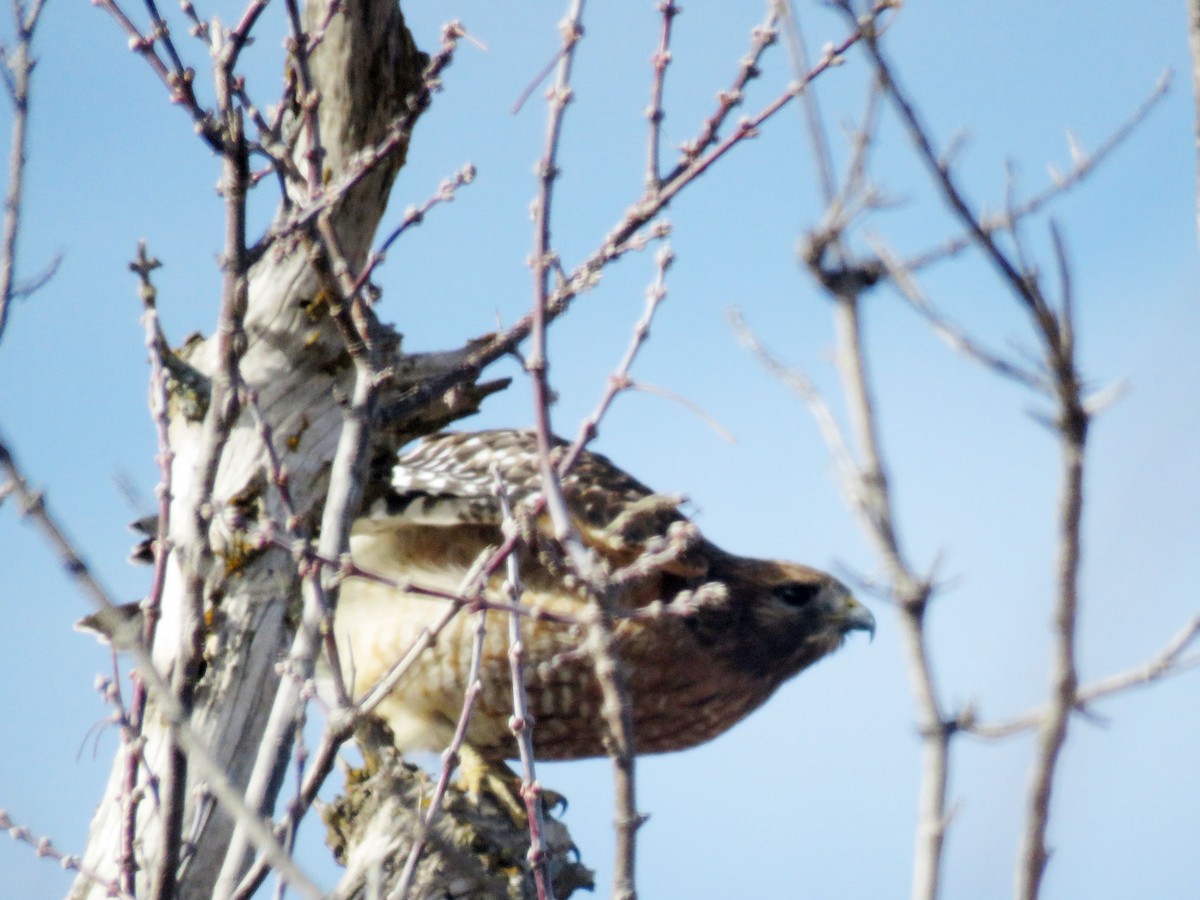 Red-shouldered Hawk - ML44438841