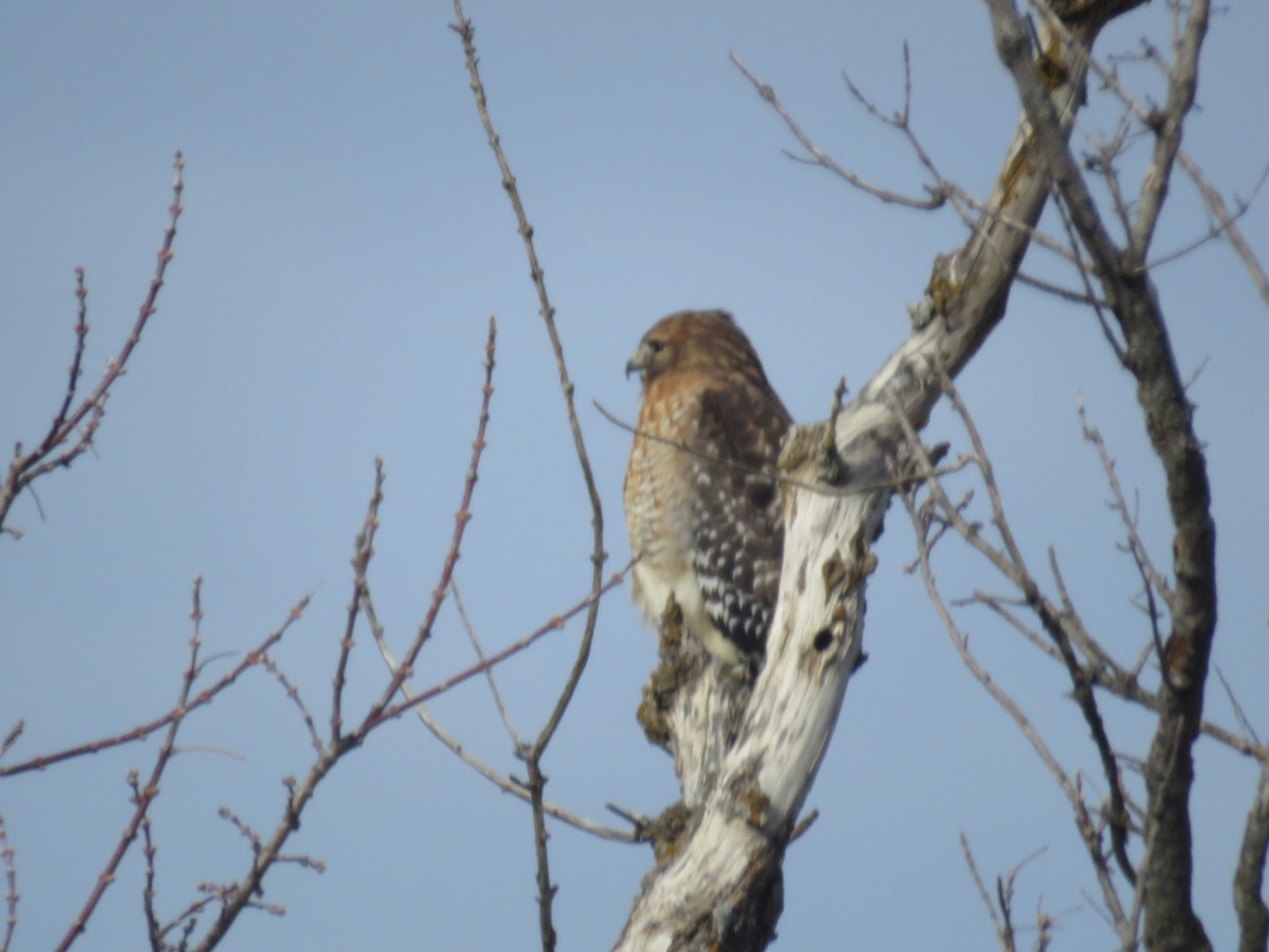 Red-shouldered Hawk - ML44438851