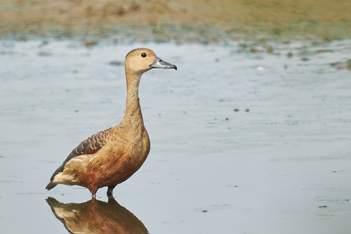 Lesser Whistling-Duck - ML444388571