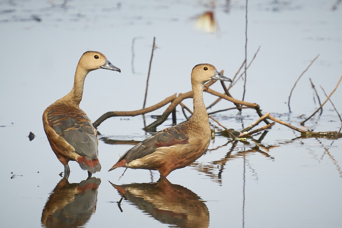 Lesser Whistling-Duck - ML444388581