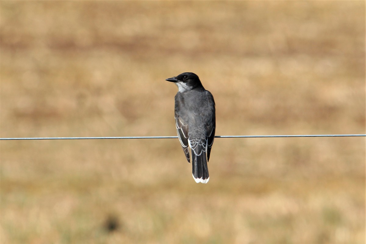 Eastern Kingbird - Becky Bateman