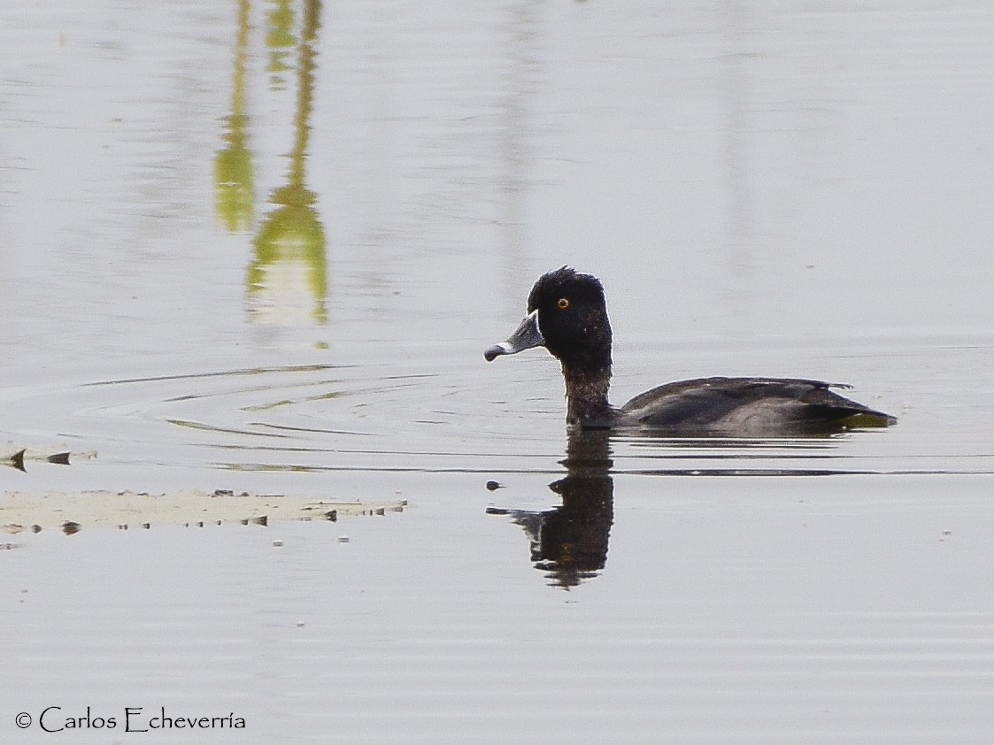 Ring-necked Duck - Carlos Echeverría