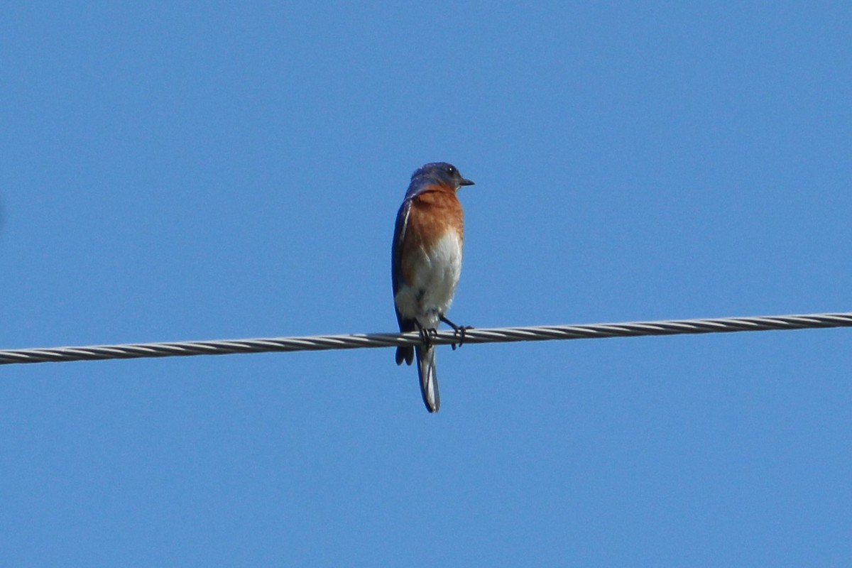 Eastern Bluebird - ML444389041