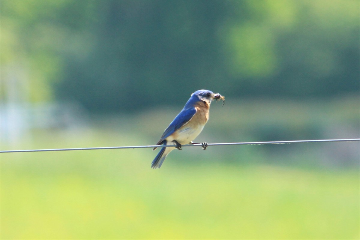 Eastern Bluebird - ML444389051