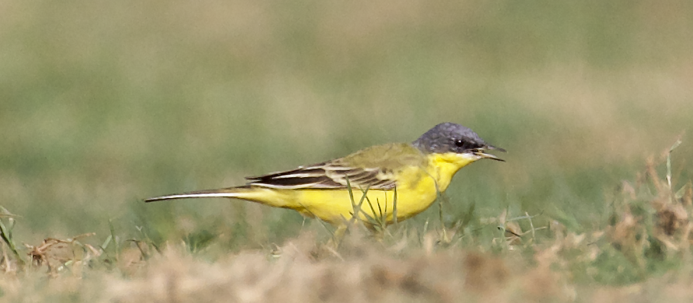 Western Yellow Wagtail - Suren Akkaraju