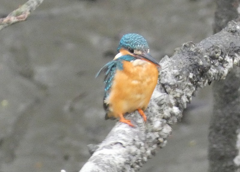 Common Kingfisher - Jeff Harding