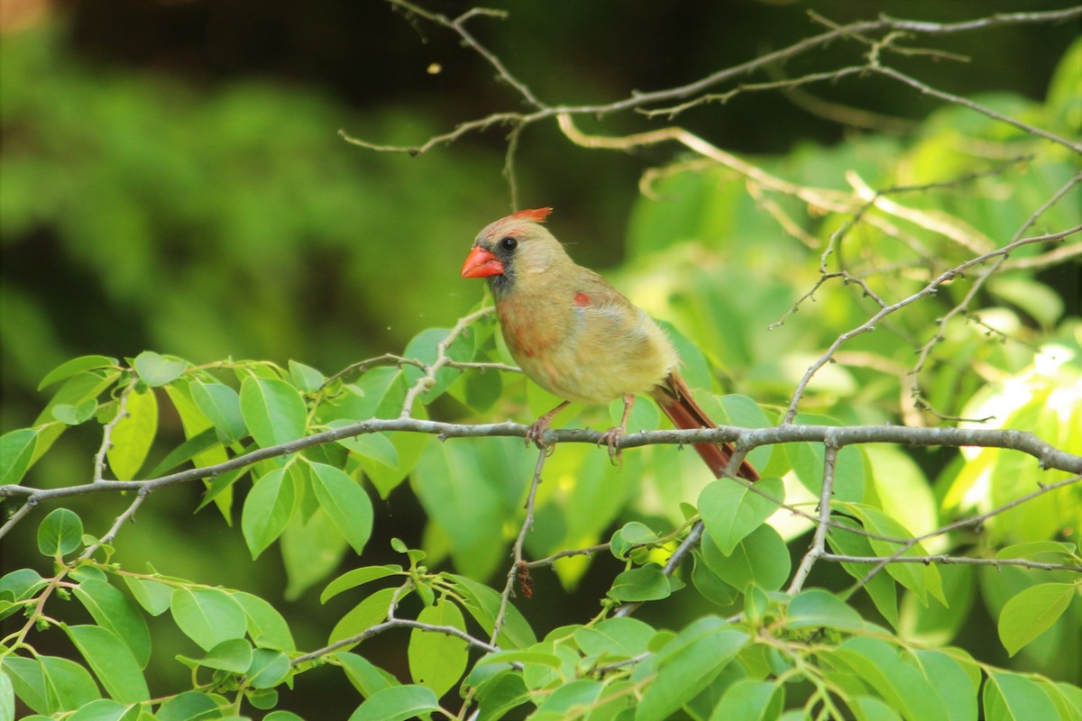 Northern Cardinal - ML444390631