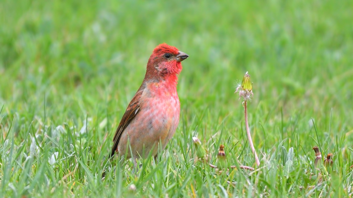 Common Rosefinch - ML444390771