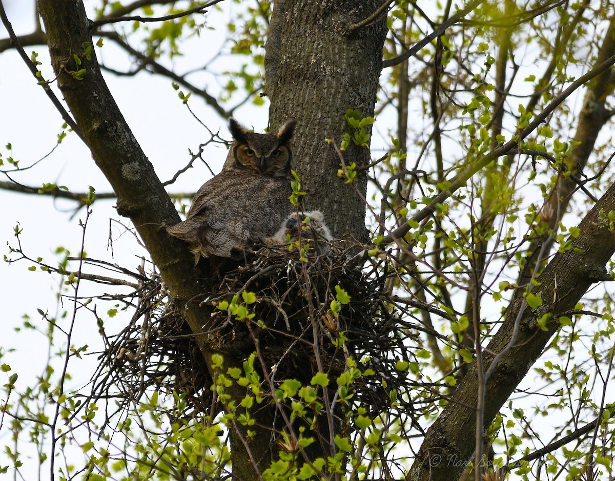 Great Horned Owl - ML444390841