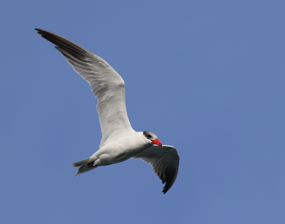 Caspian Tern - Hendrik Swanepoel