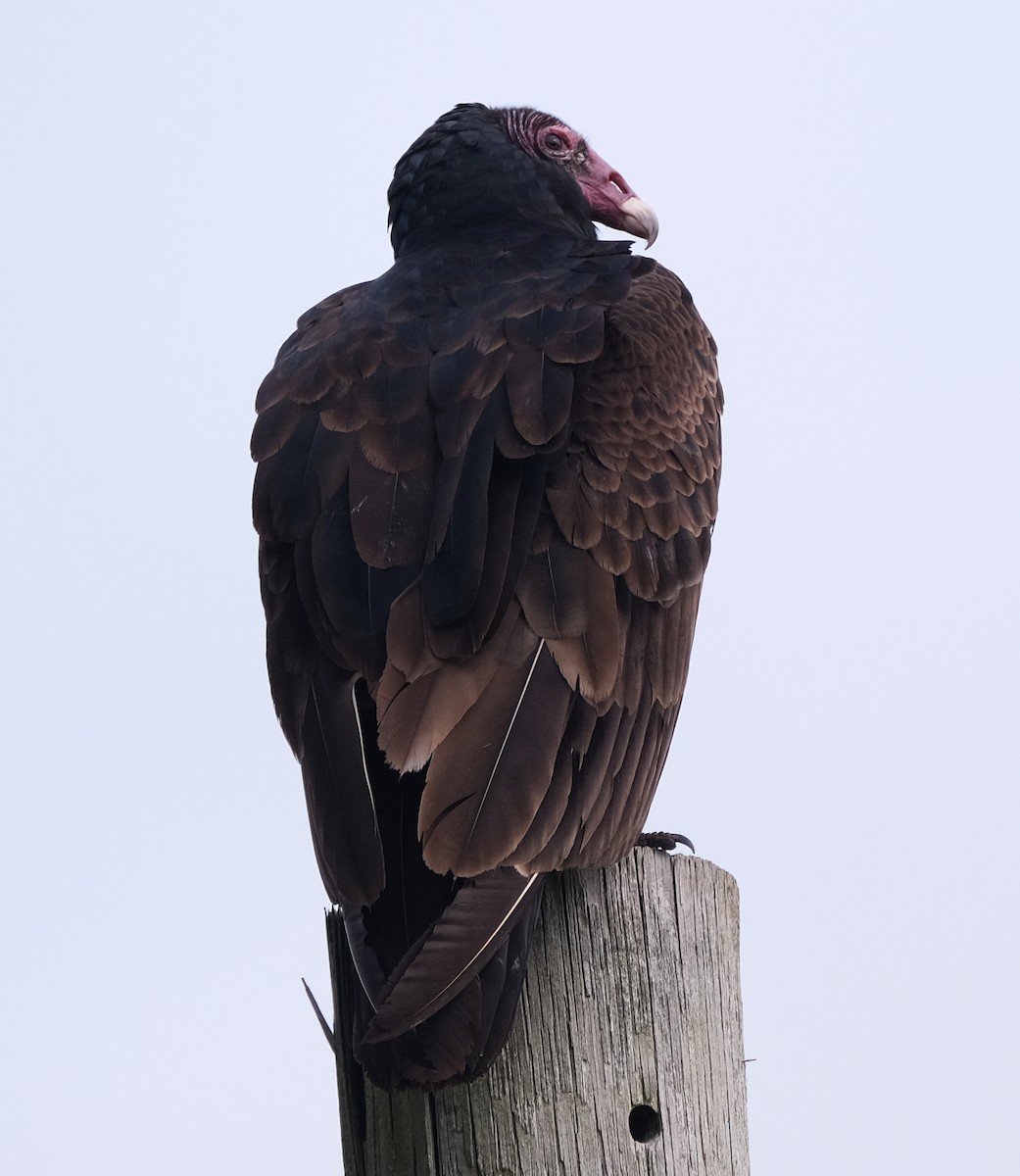 Turkey Vulture - ML444392021