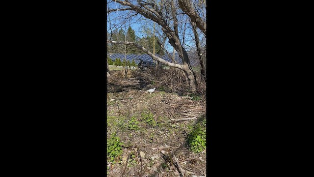 Willow Ptarmigan - ML444393281