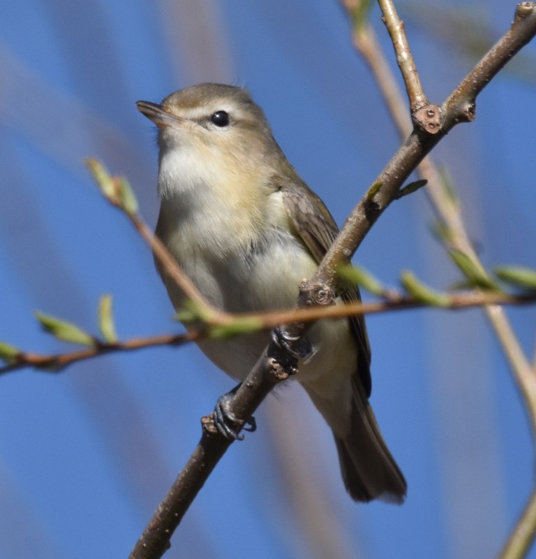 Warbling Vireo - Regis Fortin