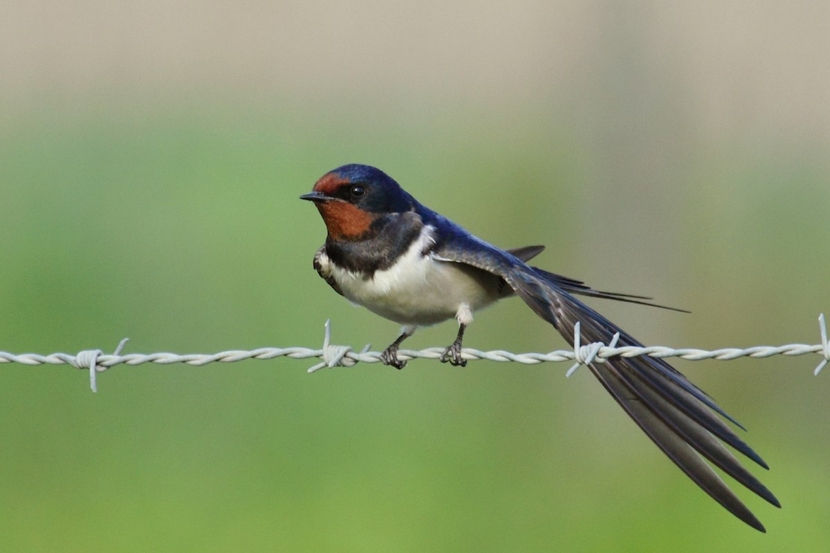 Barn Swallow - ML44439581