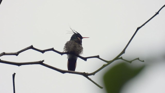 Coqueta Crestinegra - ML444396471