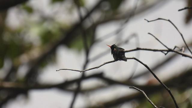 Black-crested Coquette - ML444396561