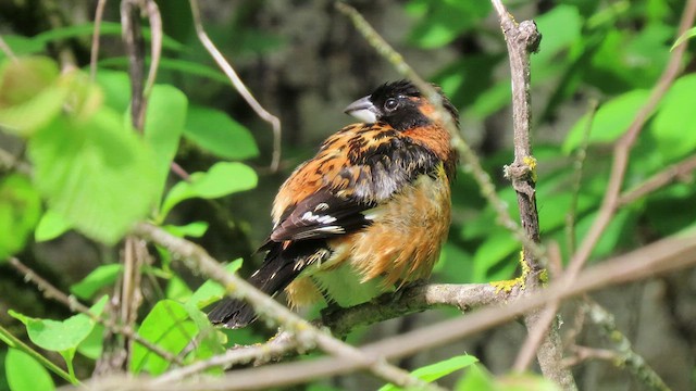 Black-headed Grosbeak - ML444397121