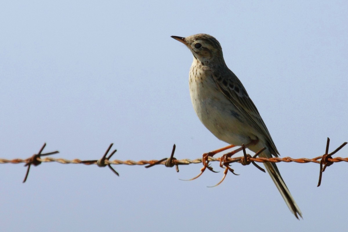 Richard's Pipit - ML44439761