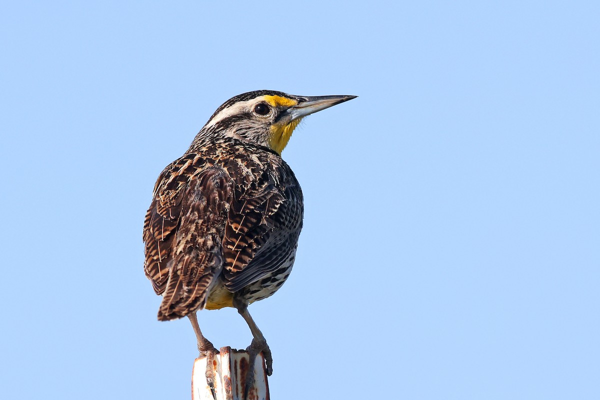 Western Meadowlark - Volker Hesse