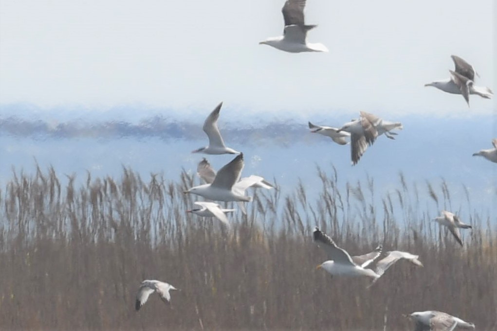 Common Tern - ML444399831