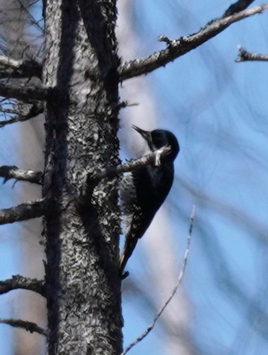Black-backed Woodpecker - ML444400221