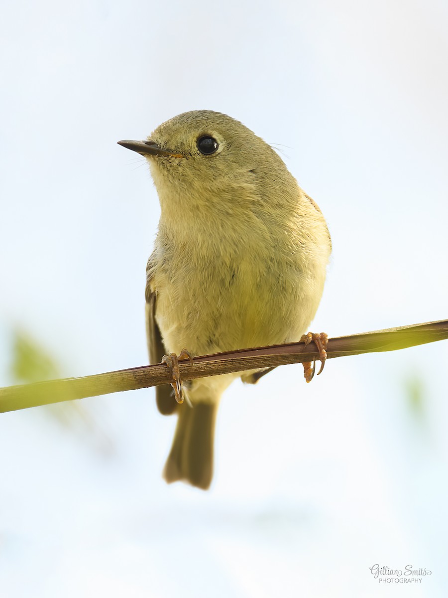 Ruby-crowned Kinglet - ML444400761