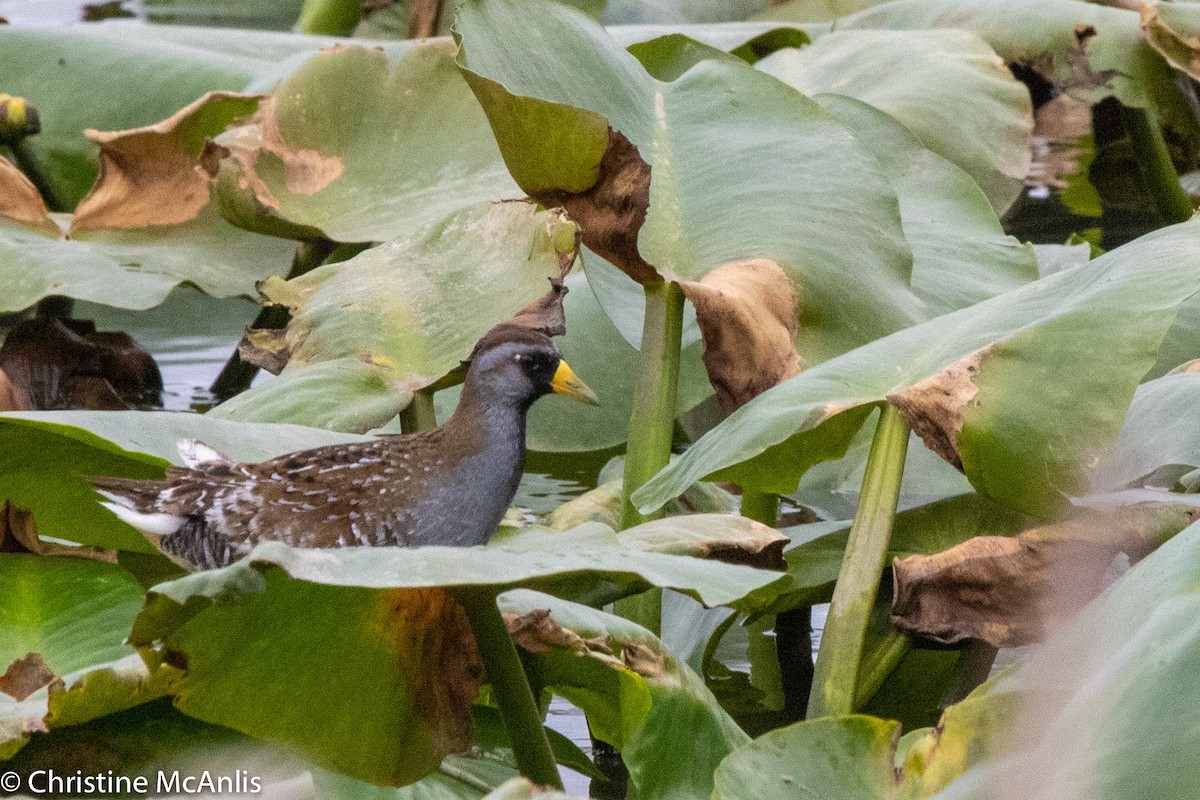 Polluela Sora - ML444400871