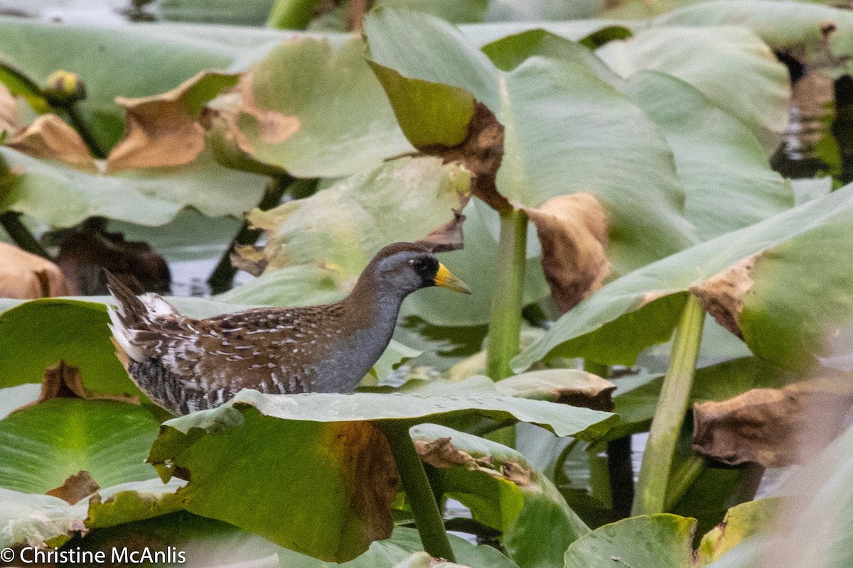 Polluela Sora - ML444400881