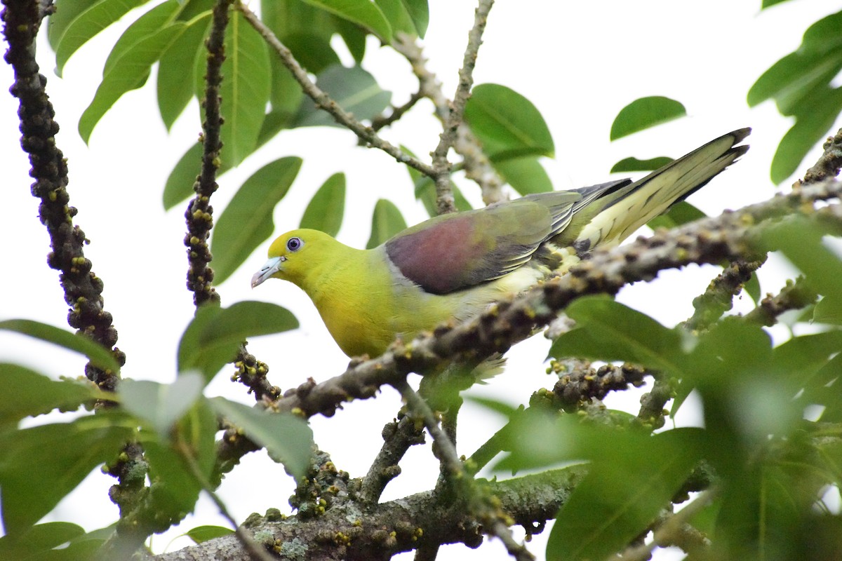 White-bellied Green-Pigeon - FAN-YI CHAN