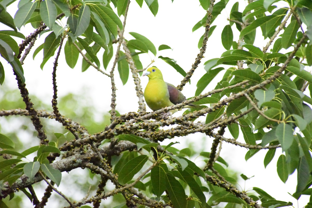 White-bellied Green-Pigeon - ML444401921