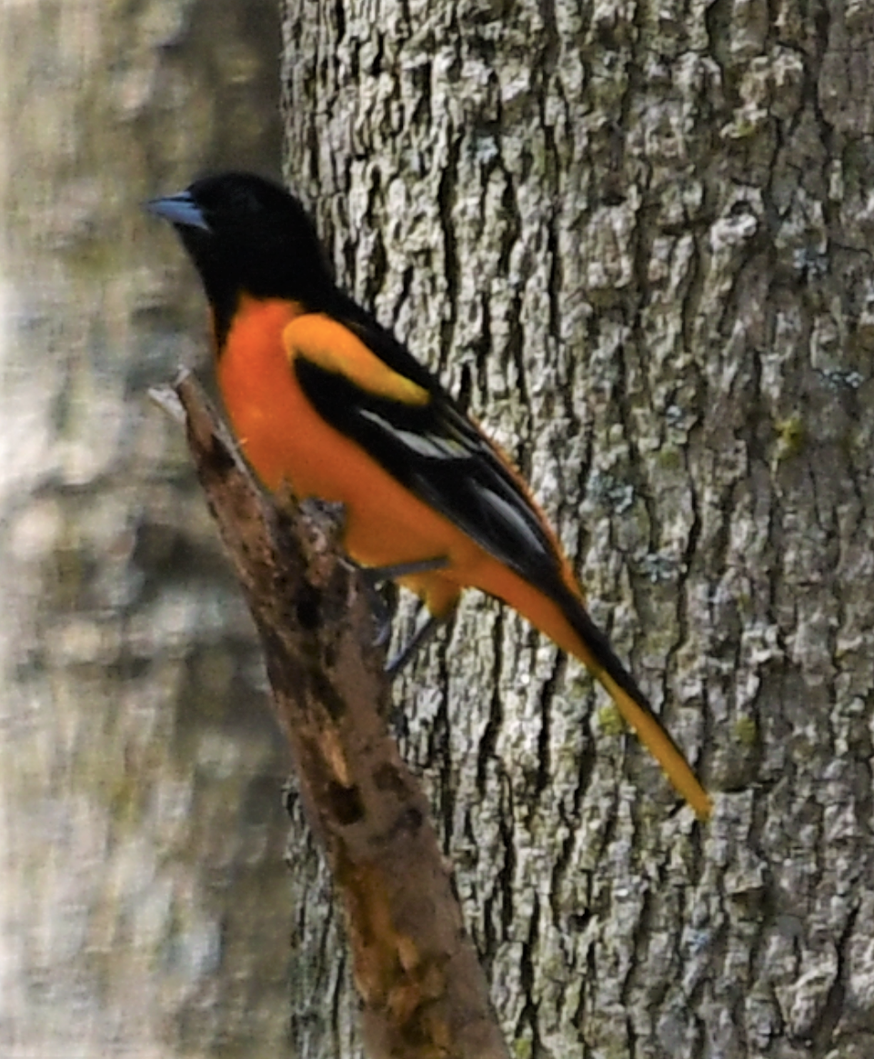 Baltimore Oriole - ML444402661