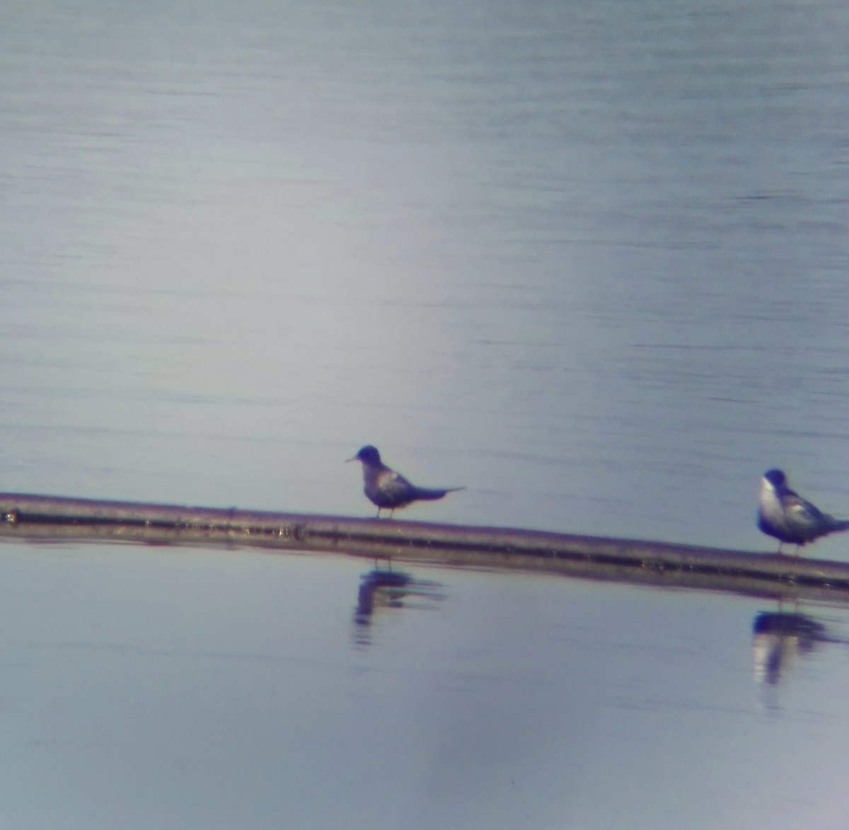 Black Tern - Alexandre Mota